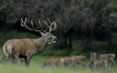 RED STAG HUNTING IN VAS COUNTY 2.